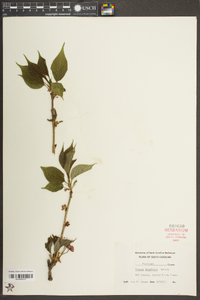 Prunus dulcis image