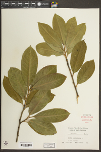 Prunus laurocerasus image