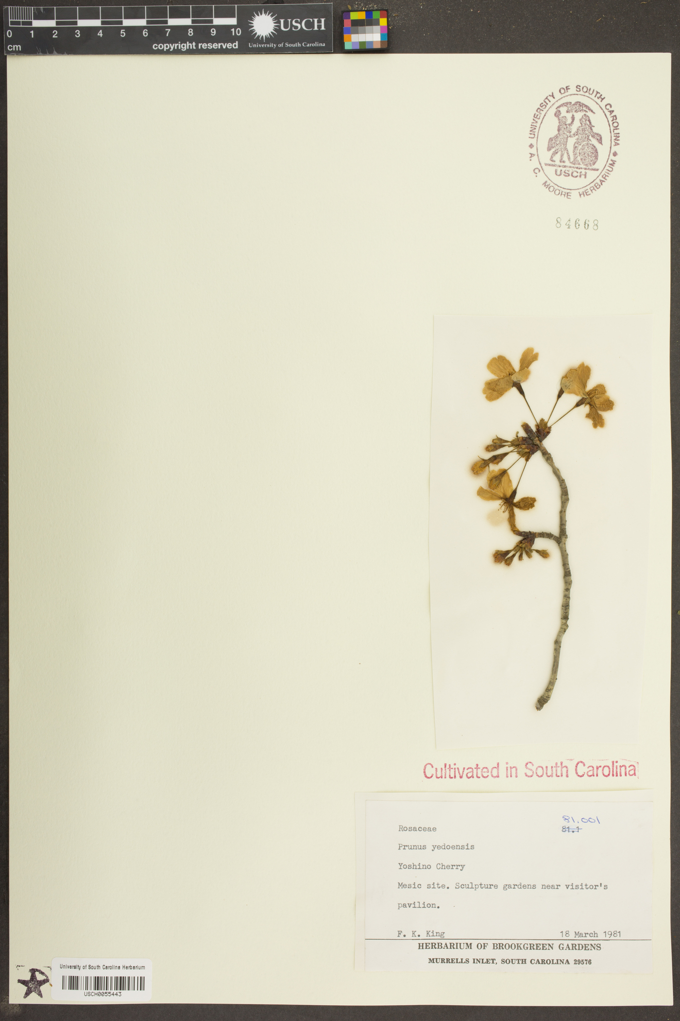 Cerasus yedoensis image
