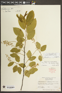 Prunus alabamensis image