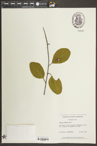 Prunus serotina subsp. hirsuta image