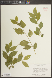 Prunus avium image