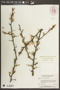 Prunus angustifolia image