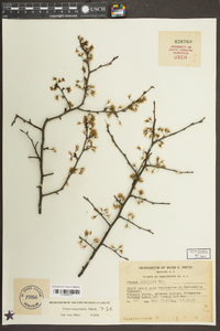 Prunus angustifolia image