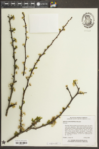 Prunus angustifolia image