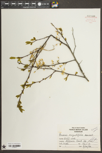 Prunus angustifolia image