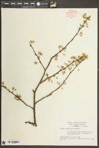 Prunus angustifolia image