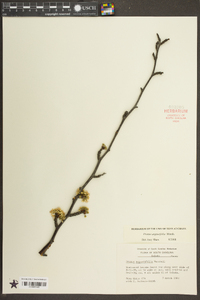 Prunus angustifolia image