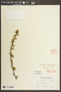 Prunus angustifolia image