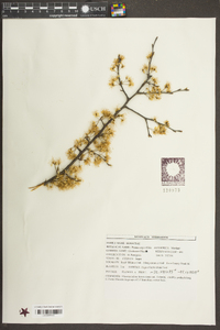 Prunus angustifolia image