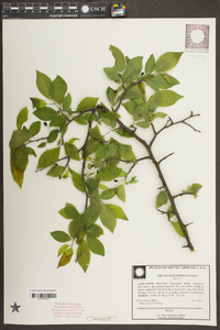 Prunus angustifolia image