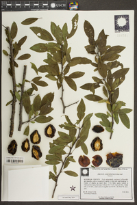 Prunus angustifolia image