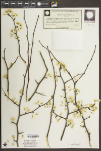 Prunus angustifolia image