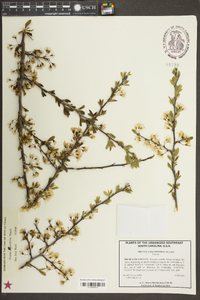 Prunus angustifolia image