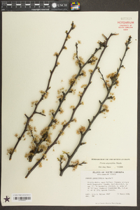 Prunus angustifolia image