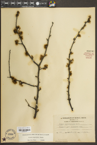 Prunus angustifolia image