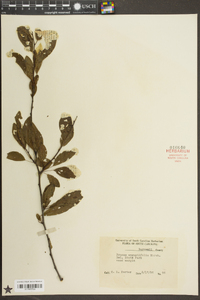 Prunus angustifolia image