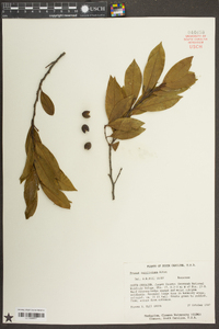 Prunus caroliniana image