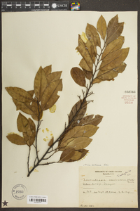 Prunus caroliniana image