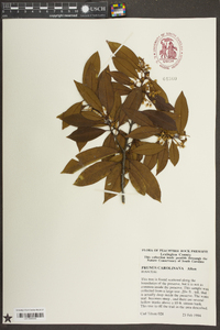 Prunus caroliniana image
