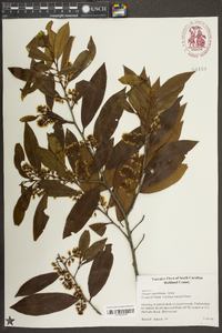 Prunus caroliniana image