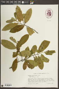 Prunus caroliniana image