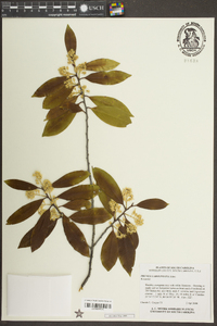 Prunus caroliniana image