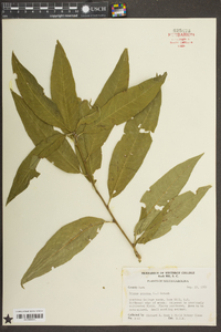 Prunus persica image