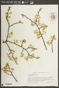 Prunus umbellata image