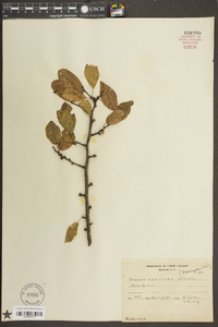 Prunus umbellata image