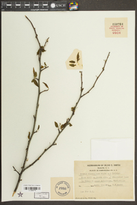 Prunus munsoniana image