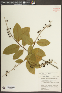 Prunus alabamensis image