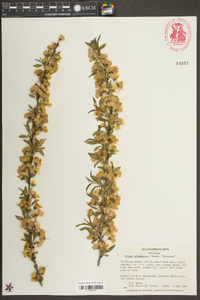 Prunus glandulosa image