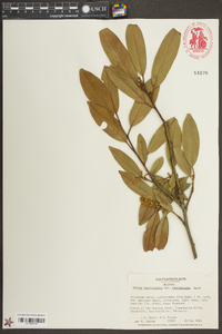 Prunus laurocerasus image