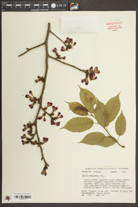 Prunus subhirtella image