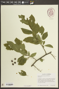 Prunus undulata image
