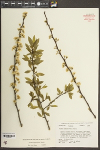 Prunus angustifolia image