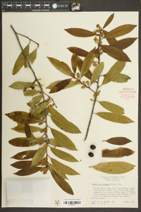 Prunus caroliniana image