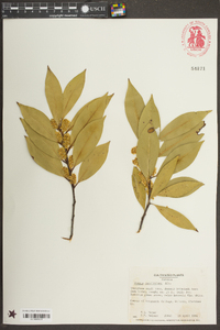 Prunus caroliniana image