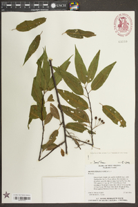 Prunus pensylvanica image