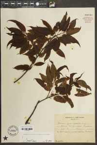 Prunus pensylvanica image