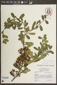 Pyracantha koidzumii image