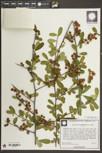 Pyracantha koidzumii image