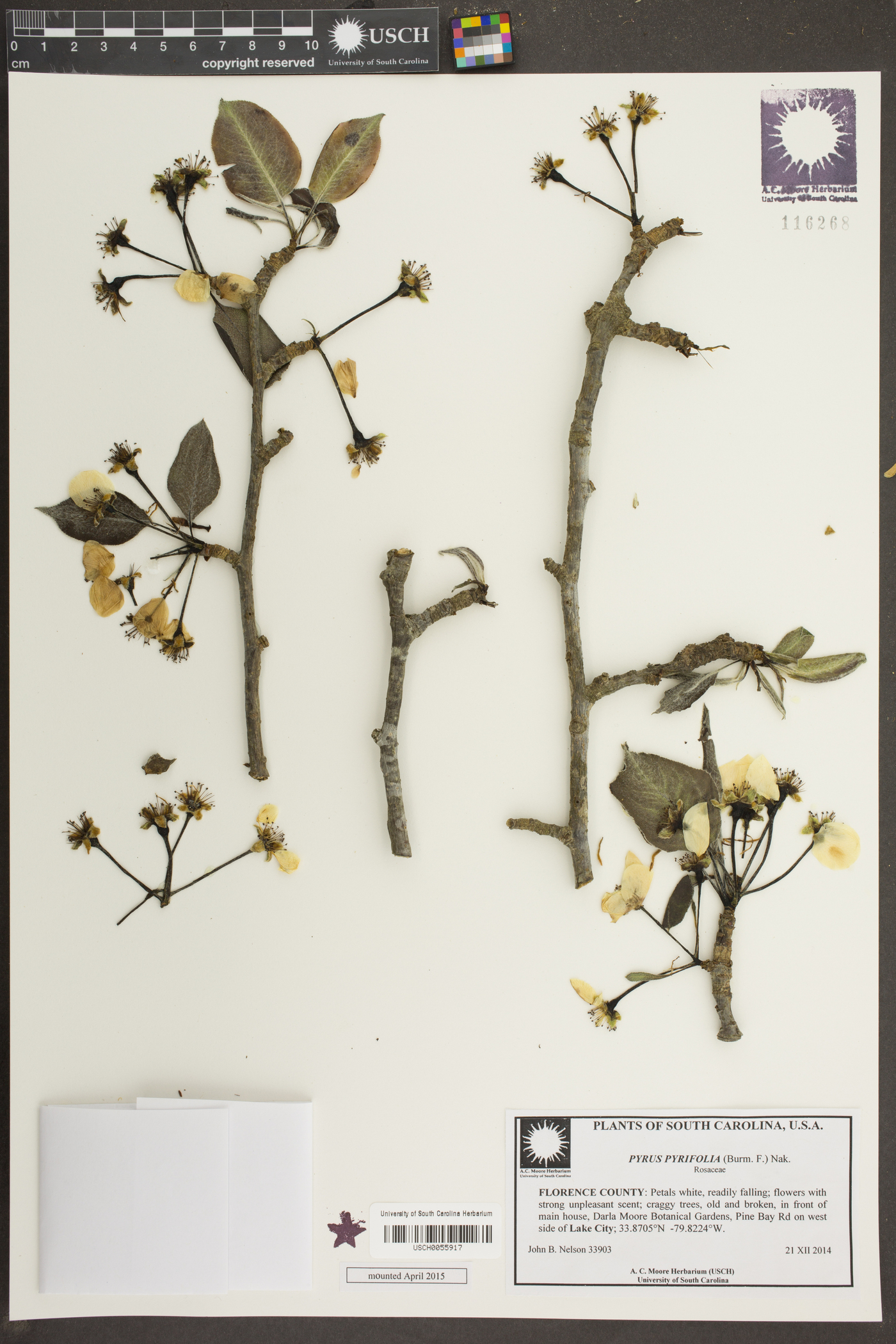 Pyrus pyrifolia image