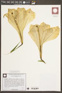 Lilium philippinense image