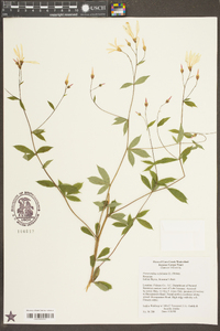 Gillenia trifoliata image