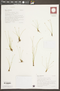 Eleocharis quinqueflora image