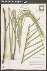 Butia odorata image