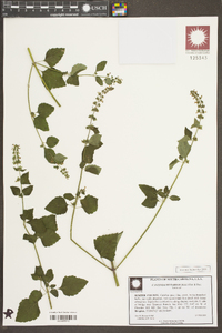 Cantinoa mutabilis image
