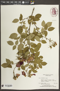 Rosa chinensis image